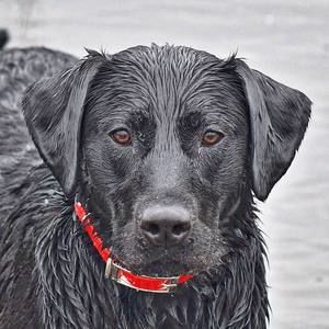 Meet your Posher, Loraine